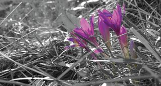 Lilafarbene Blüten im Gras