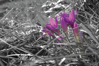 Lilafarbene Blüten im Gras